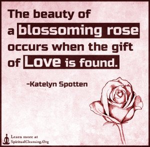 The beauty of a blossoming rose occurs when the gift of love is found.